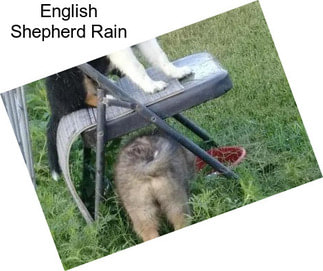 English Shepherd Rain