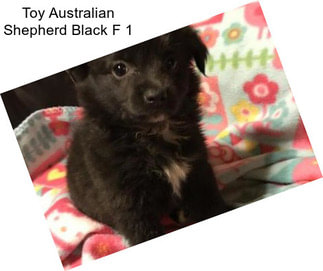 Toy Australian Shepherd Black F 1