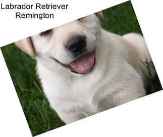 Labrador Retriever Remington