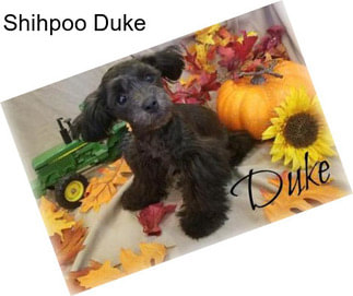 Shihpoo Duke