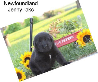 Newfoundland Jenny -akc