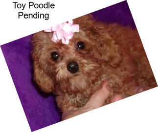 Toy Poodle Pending