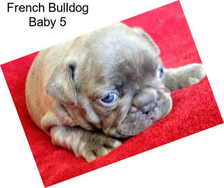 French Bulldog Baby 5
