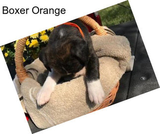 Boxer Orange