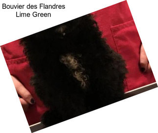 Bouvier des Flandres Lime Green