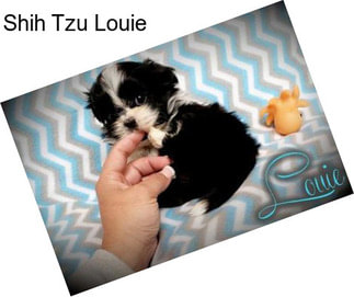 Shih Tzu Louie