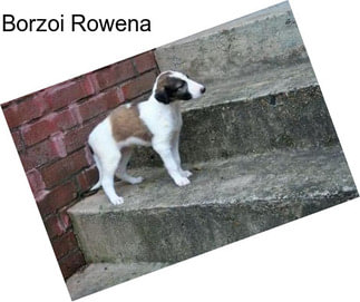 Borzoi Rowena