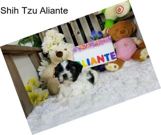 Shih Tzu Aliante