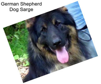 German Shepherd Dog Sarge