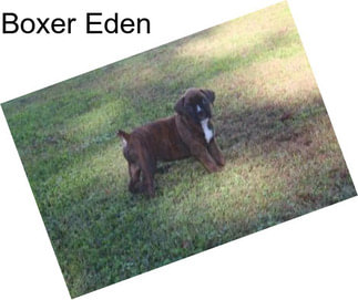 Boxer Eden