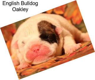 English Bulldog Oakley