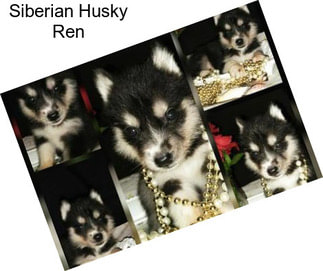 Siberian Husky Ren