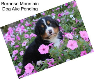 Bernese Mountain Dog Akc Pending