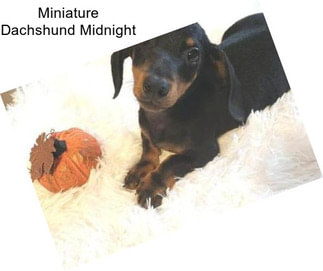 Miniature Dachshund Midnight