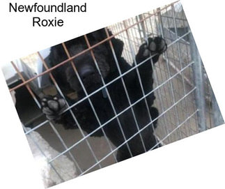 Newfoundland Roxie