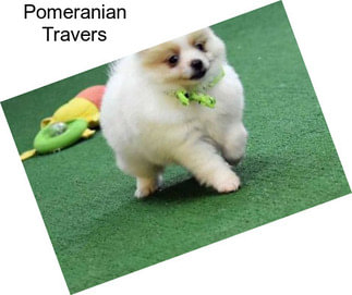 Pomeranian Travers