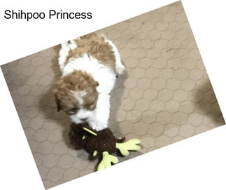 Shihpoo Princess