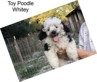 Toy Poodle Whitey