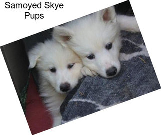 Samoyed Skye Pups
