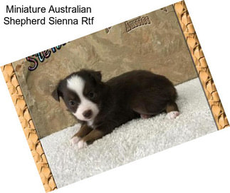 Miniature Australian Shepherd Sienna Rtf