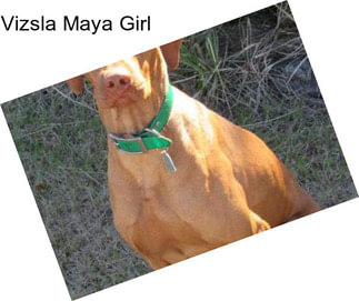 Vizsla Maya Girl