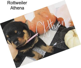 Rottweiler Athena