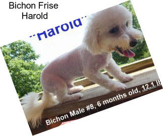 Bichon Frise \