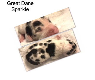 Great Dane Sparkle