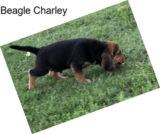 Beagle Charley