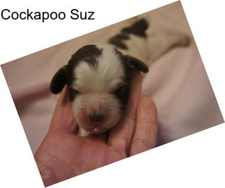 Cockapoo Suz