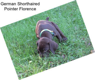 German Shorthaired Pointer Florence