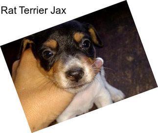 Rat Terrier Jax