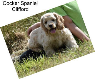 Cocker Spaniel Clifford