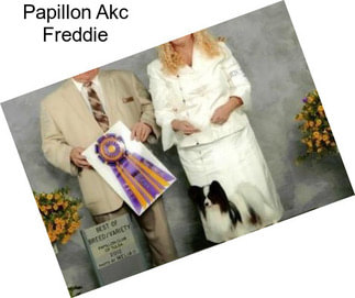 Papillon Akc Freddie