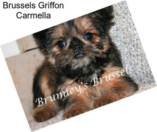 Brussels Griffon Carmella