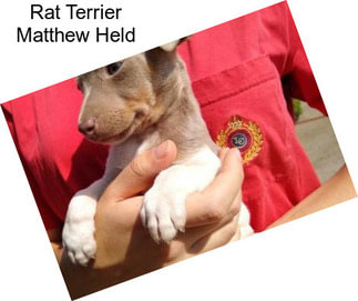 Rat Terrier Matthew Held