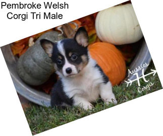 Pembroke Welsh Corgi Tri Male