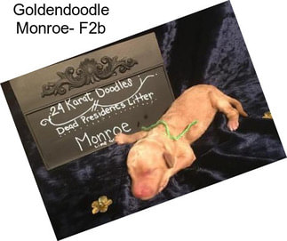 Goldendoodle Monroe- F2b