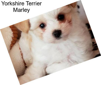 Yorkshire Terrier Marley