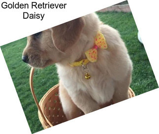 Golden Retriever Daisy