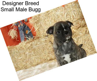 Designer Breed Small Male Bugg