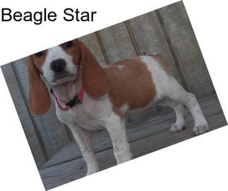 Beagle Star