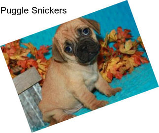 Puggle Snickers