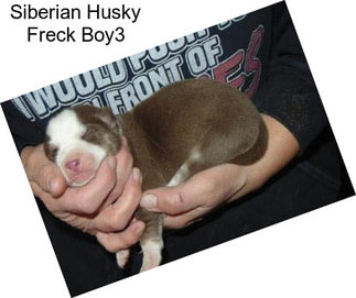 Siberian Husky Freck Boy3