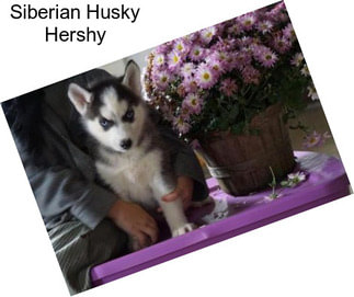 Siberian Husky Hershy
