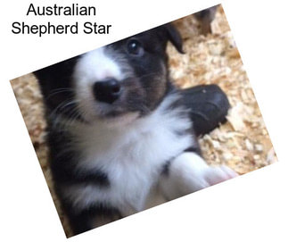 Australian Shepherd Star