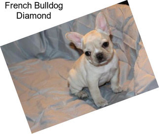 French Bulldog Diamond