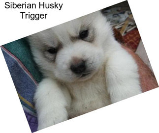 Siberian Husky Trigger
