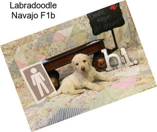 Labradoodle Navajo F1b