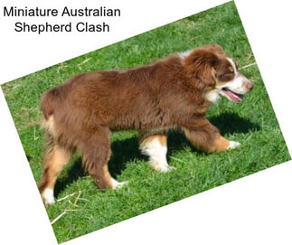 Miniature Australian Shepherd Clash